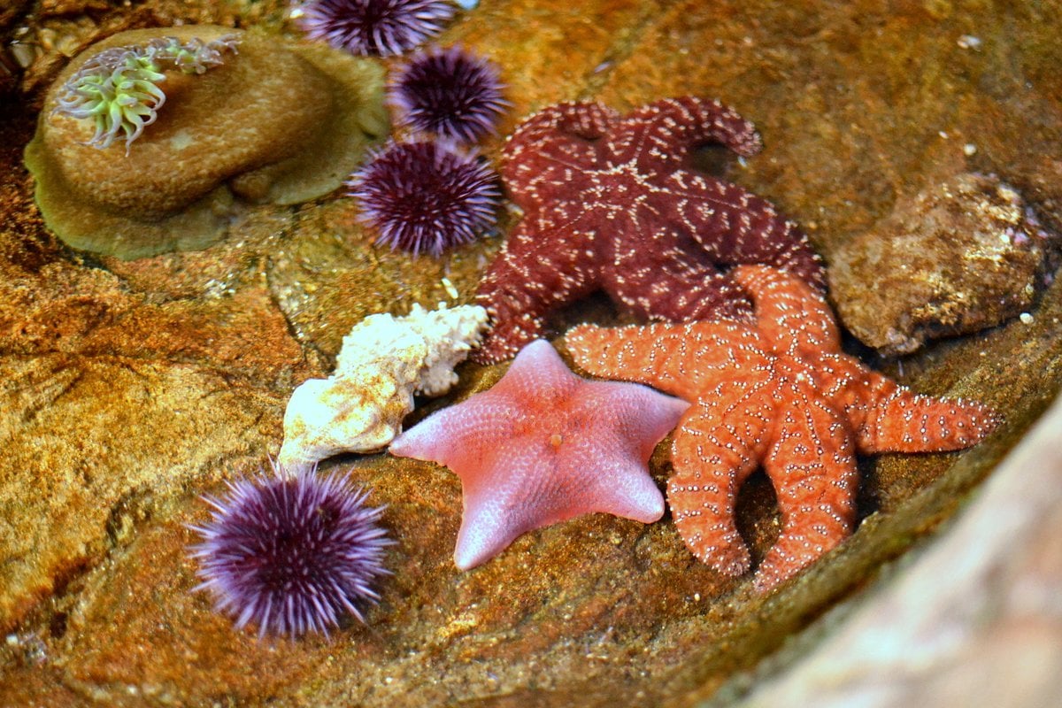 Cabrillo Marine Aquarium - Gallery Image 1